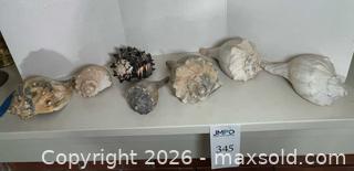 MaxSold Auction: Shell Vibes Only - Los Altos (California, USA) PARTNER MANAGED Estate Sale Online Auction - Almond Avenue