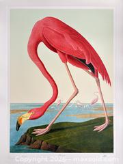 MaxSold Auction: Audubon Birds of America Collection “Flamingo” 19.5 x 27 inches Stunning Colours !! - Prince Edward County(Ontario, Canada) PARTNER MANAGED Reseller Online Auction - Loyalist Parkway