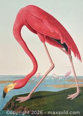 MaxSold Auction: Audubon Birds of America Collection “Flamingo” 19.5 x 27 inches Stunning Colours !! - Prince Edward County(Ontario, Canada) PARTNER MANAGED Reseller Online Auction - Loyalist Parkway