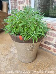 MaxSold Auction: Lot of 9 Ceramic & Terracotta Potted Plants with Saucers - Frisco (Texas, USA) PARTNER MANAGED Downsizing Online Auction - Miramar Drive