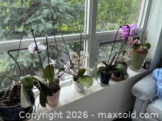 MaxSold Auction: Orchid plants in pots - Toronto (Ontario, Canada) SELLER MANAGED Downsizing Online Auction - Leacock Crescent