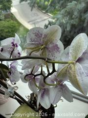 MaxSold Auction: Orchid plants in pots - Toronto (Ontario, Canada) SELLER MANAGED Downsizing Online Auction - Leacock Crescent