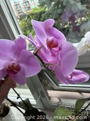 MaxSold Auction: Orchid plants in pots - Toronto (Ontario, Canada) SELLER MANAGED Downsizing Online Auction - Leacock Crescent