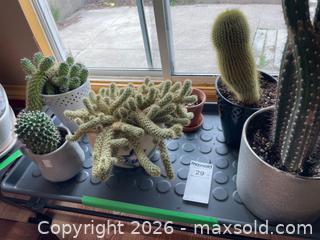 MaxSold Auction: Six Potted Cacti in Assorted Sizes and Styles - Addington Highlands (Ontario, Canada) PARTNER MANAGED Downsizing Online Auction - Highway 41