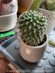 MaxSold Auction: Six Potted Cacti in Assorted Sizes and Styles - Addington Highlands (Ontario, Canada) PARTNER MANAGED Downsizing Online Auction - Highway 41