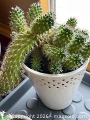 MaxSold Auction: Six Potted Cacti in Assorted Sizes and Styles - Addington Highlands (Ontario, Canada) PARTNER MANAGED Downsizing Online Auction - Highway 41