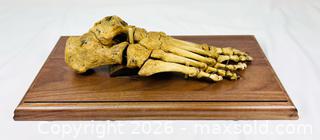 MaxSold Auction: Antique Human Foot Bone Specimen | Mounted on Wooden Base | 19th Century - Maxsold Signature - Museum-Quality Artifacts, Ancient Antiquities and Collector Finds (CAN and US Shipping)