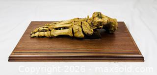 MaxSold Auction: Antique Human Foot Bone Specimen | Mounted on Wooden Base | 19th Century - Maxsold Signature - Museum-Quality Artifacts, Ancient Antiquities and Collector Finds (CAN and US Shipping)