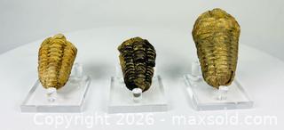 MaxSold Auction: Fossilized Trilobite Collection | 400–359 million years ago - Maxsold Signature - Museum-Quality Artifacts, Ancient Antiquities and Collector Finds (CAN and US Shipping)