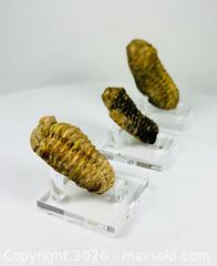 MaxSold Auction: Fossilized Trilobite Collection | 400–359 million years ago - Maxsold Signature - Museum-Quality Artifacts, Ancient Antiquities and Collector Finds (CAN and US Shipping)