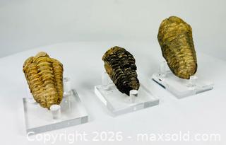 MaxSold Auction: Fossilized Trilobite Collection | 400–359 million years ago - Maxsold Signature - Museum-Quality Artifacts, Ancient Antiquities and Collector Finds (CAN and US Shipping)
