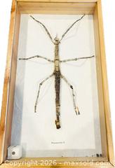 MaxSold Auction: Framed Stick Insect Specimen | Phasmatidae Family | Southeast Asia | 20th Century - Maxsold Signature - Museum-Quality Artifacts, Ancient Antiquities and Collector Finds (CAN and US Shipping)