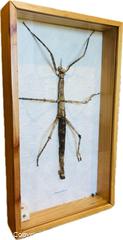 MaxSold Auction: Framed Stick Insect Specimen | Phasmatidae Family | Southeast Asia | 20th Century - Maxsold Signature - Museum-Quality Artifacts, Ancient Antiquities and Collector Finds (CAN and US Shipping)