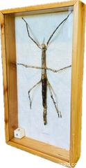 MaxSold Auction: Framed Stick Insect Specimen | Phasmatidae Family | Southeast Asia | 20th Century - Maxsold Signature - Museum-Quality Artifacts, Ancient Antiquities and Collector Finds (CAN and US Shipping)