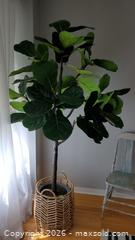 MaxSold Auction: Fiddle Leaf Fig Faux Tree with Woven Basket B - Ajax (Ontario, Canada) Moving Online Auction - Angier Crescent