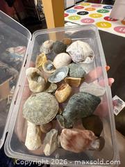 MaxSold Auction: Assorted Sea Shells and Beach Rocks Mixed Lot (6–15) - Hamilton (Ontario, Canada) SELLER MANAGED Downsizing Online Auction - Kensington Avenue North