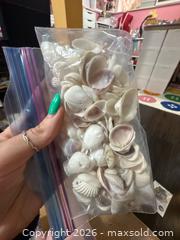 MaxSold Auction: Loose Decorative Seashells Bundle – 25–50 Small & Medium - Hamilton (Ontario, Canada) SELLER MANAGED Downsizing Online Auction - Kensington Avenue North