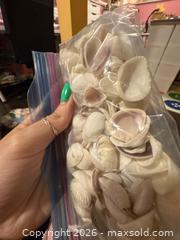 MaxSold Auction: Loose Decorative Seashells Bundle – 25–50 Small & Medium - Hamilton (Ontario, Canada) SELLER MANAGED Downsizing Online Auction - Kensington Avenue North