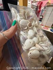 MaxSold Auction: Loose Decorative Seashells Bundle – 25–50 Small & Medium - Hamilton (Ontario, Canada) SELLER MANAGED Downsizing Online Auction - Kensington Avenue North