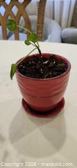 MaxSold Auction: Small Pilea peperomioides (est.) in Red Ceramic Pot - Toronto (Ontario, Canada) SELLER MANAGED Downsizing Online Auction - Fisherville Road