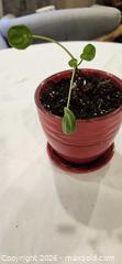 MaxSold Auction: Small Pilea peperomioides (est.) in Red Ceramic Pot - Toronto (Ontario, Canada) SELLER MANAGED Downsizing Online Auction - Fisherville Road