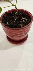 MaxSold Auction: Small Pilea peperomioides (est.) in Red Ceramic Pot - Toronto (Ontario, Canada) SELLER MANAGED Downsizing Online Auction - Fisherville Road