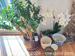 MaxSold Auction: Live Succulent & Orchid Lot with Ceramic and Porcelain Pots - Oak Bay (British Columbia, Canada) PARTNER MANAGED Moving Online Auction - Victoria Avenue