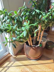 MaxSold Auction: Live Succulent & Orchid Lot with Ceramic and Porcelain Pots - Oak Bay (British Columbia, Canada) PARTNER MANAGED Moving Online Auction - Victoria Avenue