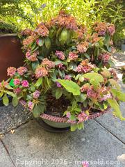 MaxSold Auction: Pair of Medium Ceramic/Terracotta Pots with Saucers - Oak Bay (British Columbia, Canada) PARTNER MANAGED Moving Online Auction - Victoria Avenue