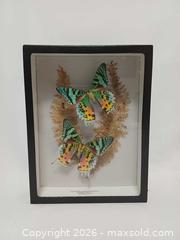 MaxSold Auction: Vintage Madagascan Sunset Moths Framed Display Shadow Box - Toronto (Ontario, Canada) PARTNER MANAGED Reseller Online Auction - Queen Street West