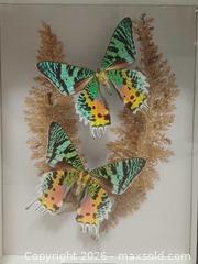 MaxSold Auction: Vintage Madagascan Sunset Moths Framed Display Shadow Box - Toronto (Ontario, Canada) PARTNER MANAGED Reseller Online Auction - Queen Street West