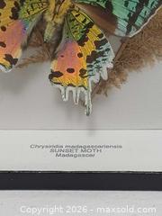 MaxSold Auction: Vintage Madagascan Sunset Moths Framed Display Shadow Box - Toronto (Ontario, Canada) PARTNER MANAGED Reseller Online Auction - Queen Street West