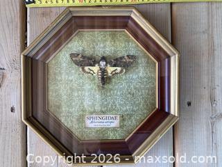 MaxSold Auction: Framed specimen of a Death's-head Hawkmoth - Windsor (Ontario, Canada) SELLER MANAGED Reseller Online Auction - Byng Road