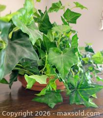 MaxSold Auction: Top quality decorative silk ivy plant  - Ottawa (Ontario, Canada) SELLER MANAGED Downsizing Online Auction - Arbourwood Drive