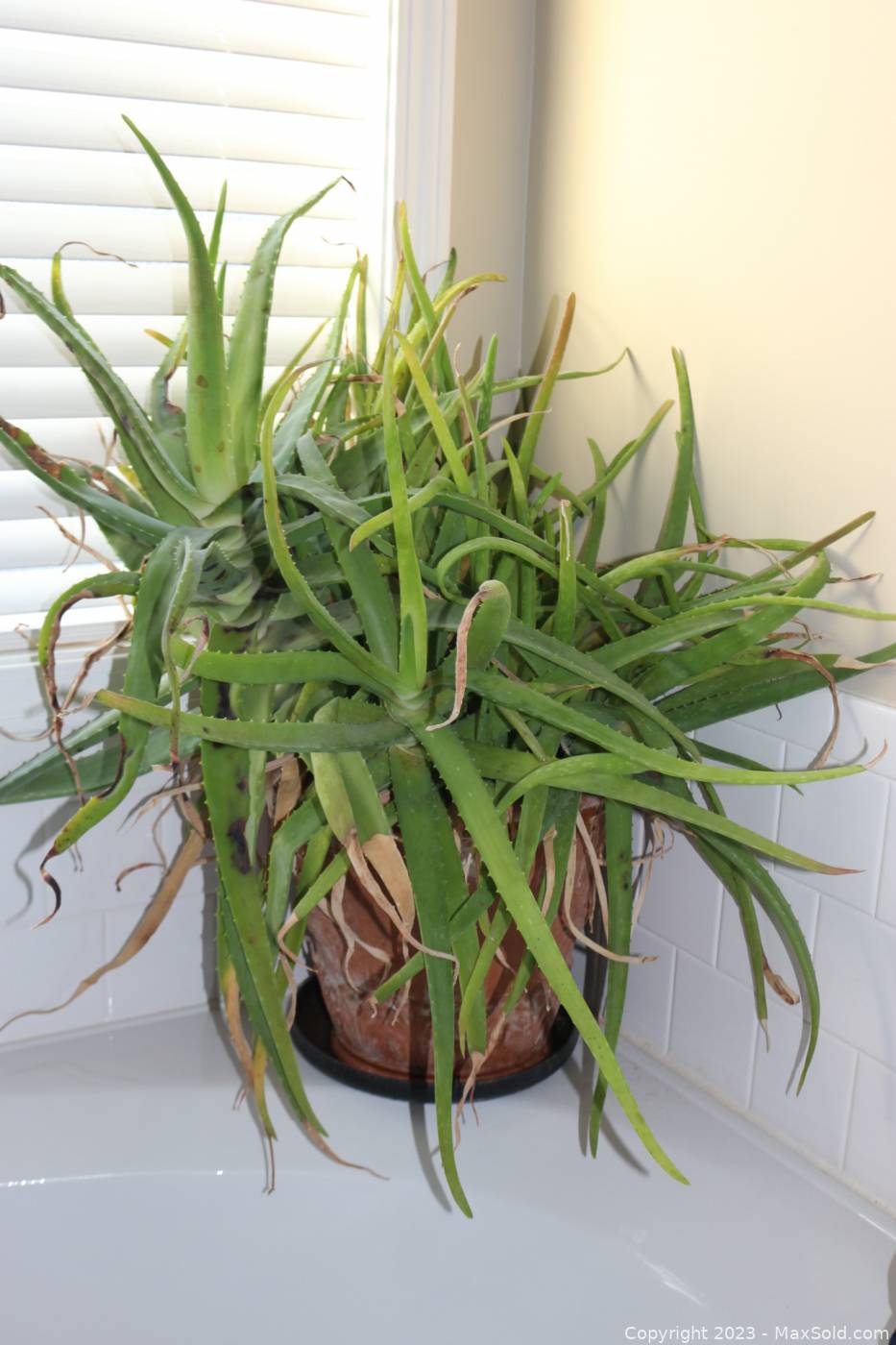 8 foot ponytail palm for sale Ponytail Palm for Sale