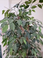 MaxSold Auction: Artificial Ficus Weeping Fig Tree with Decorative Pot, 5–7 ft - Ottawa (Ontario, Canada) PARTNER MANAGED Estate Online Auction - Thorncliff Place